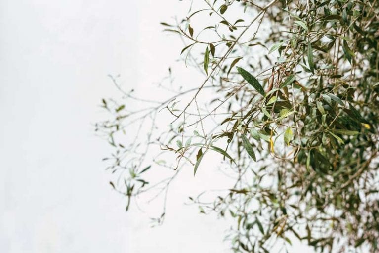 Äste mit grünen Blättern vor weissem Hintergrund